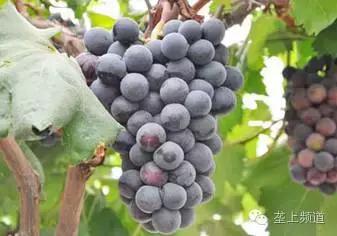 关于水果的那些秘密，湖北老乡看过来！