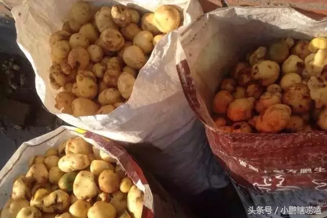 土豆粉面的制作过程,土豆粉面制作方法