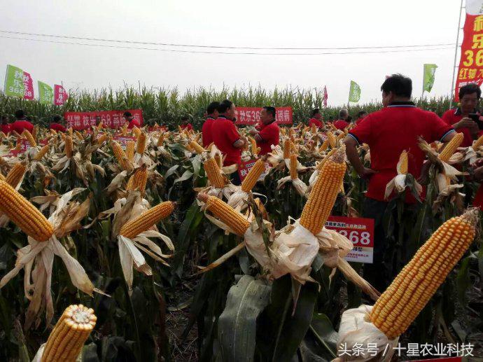 韩俊强吉林,韩俊强讲玉米种子