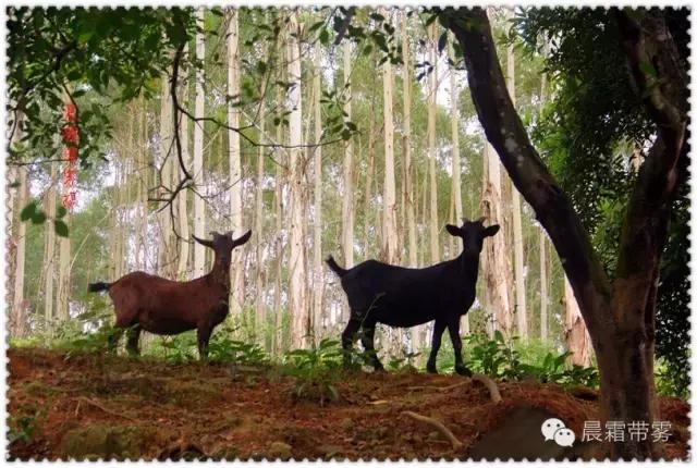 童话故事山羊和狼,童话故事山羊历险记