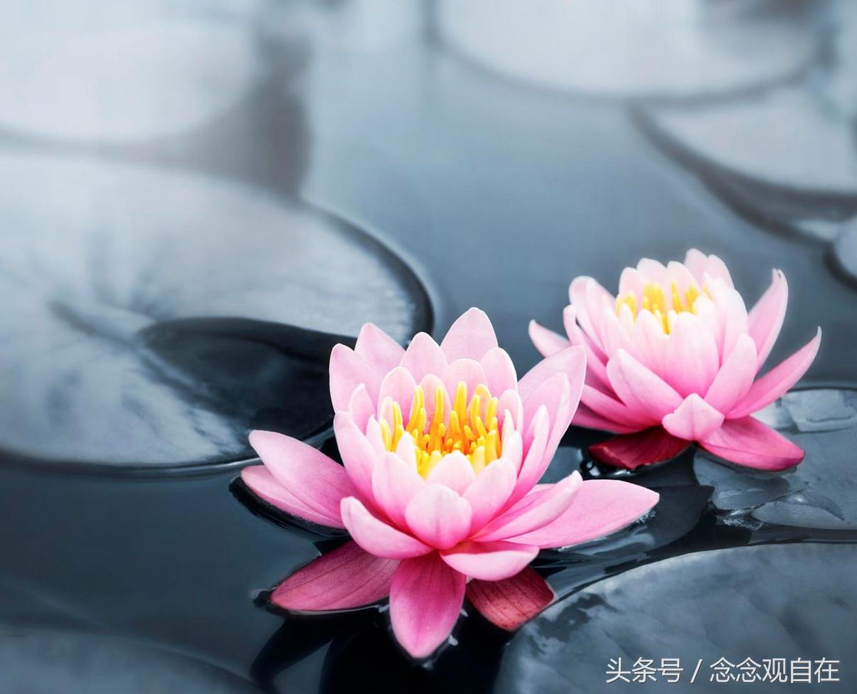 佛教徒对米长虫怎么处理,佛弟子家中有白蚁怎么办