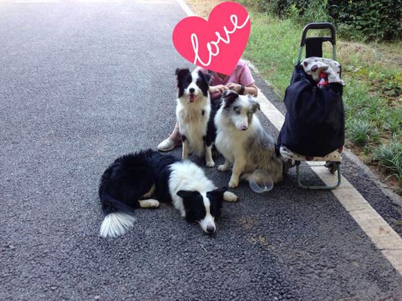 边牧一次能产几只崽,边牧跟拉布拉多生的孩子