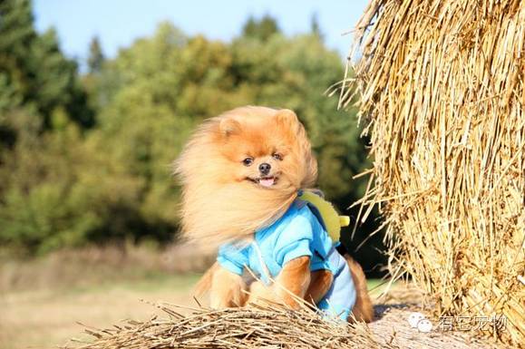 明明可以靠脸吃饭偏偏要靠球技,明明可以靠脸吃饭却偏偏要靠实力