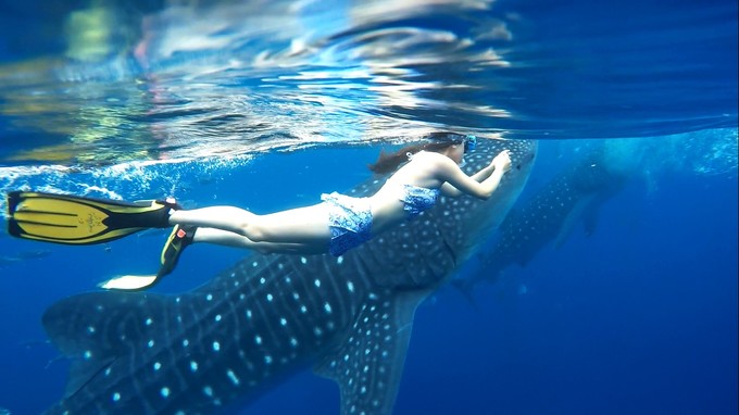 菲律宾潜水攻略 (菲律宾潜水游记)