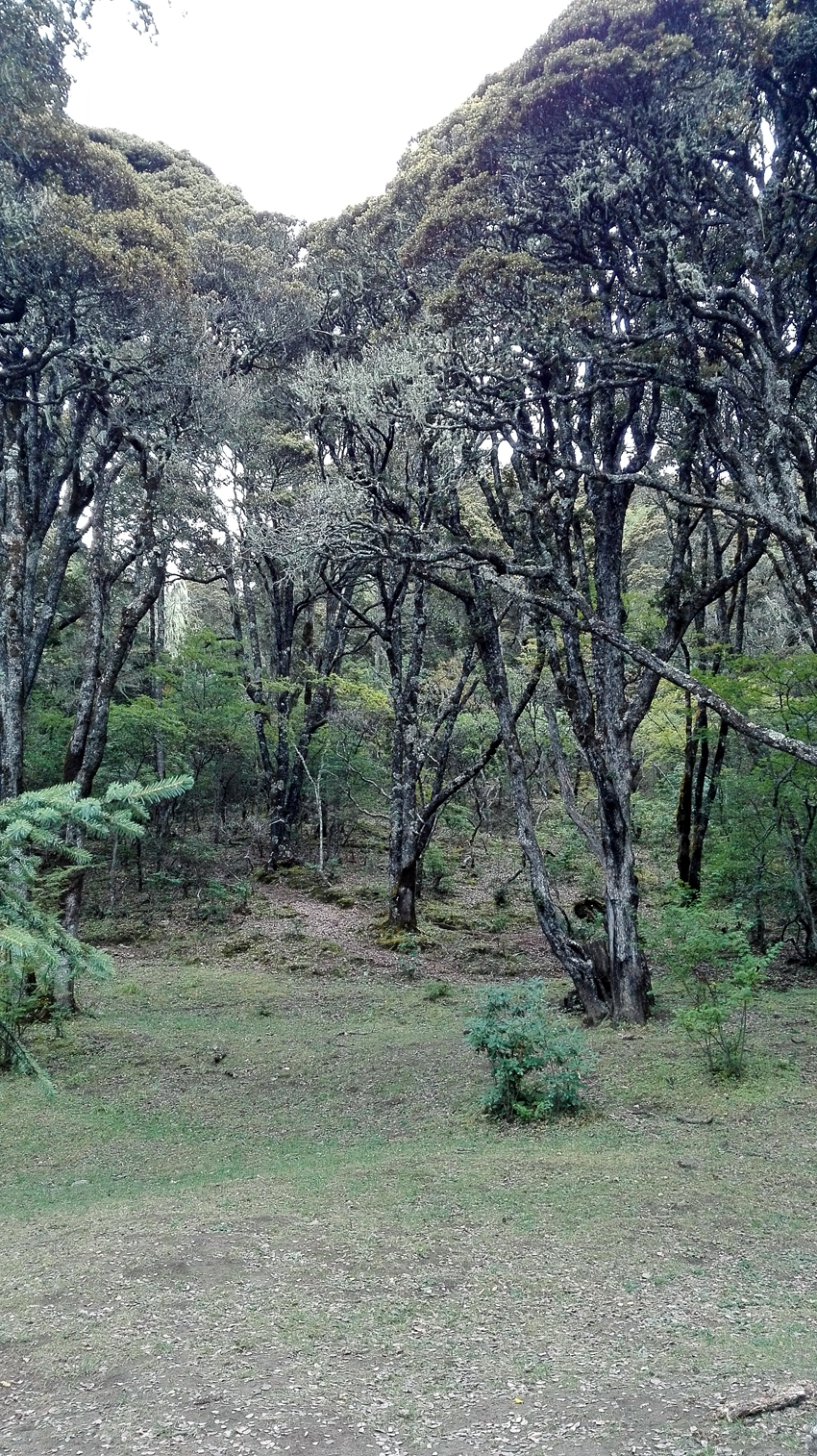 神奇神秘神圣的香格里拉,神秘的香格里拉大结局