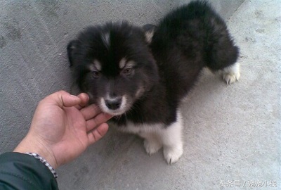 花了5000块钱买了一只阿拉斯加,花了4千买一条狗