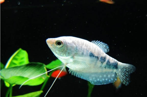 热带小型观赏鱼曼龙鱼一天喂几次,曼龙鱼可以和热带小鱼一起养么