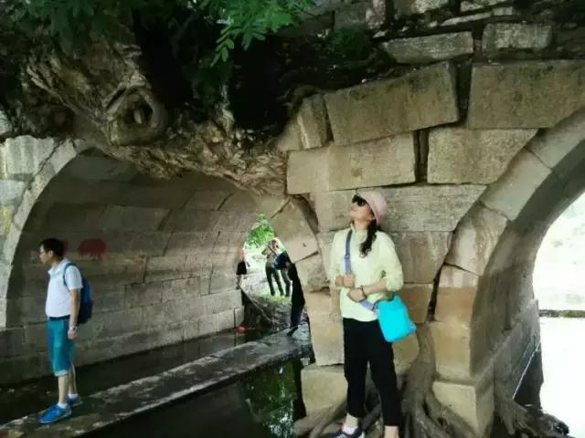 树驮桥的故事,树驮桥视频