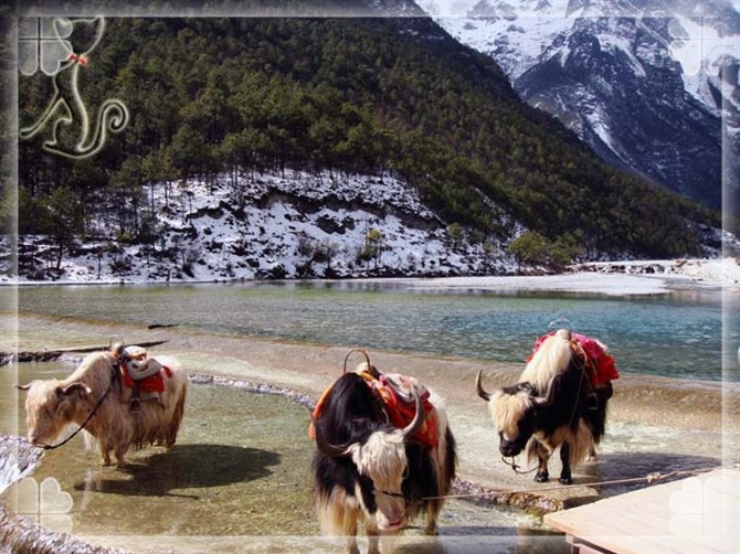 2015游云南玉龙雪山 (昆明玉龙雪山之旅)