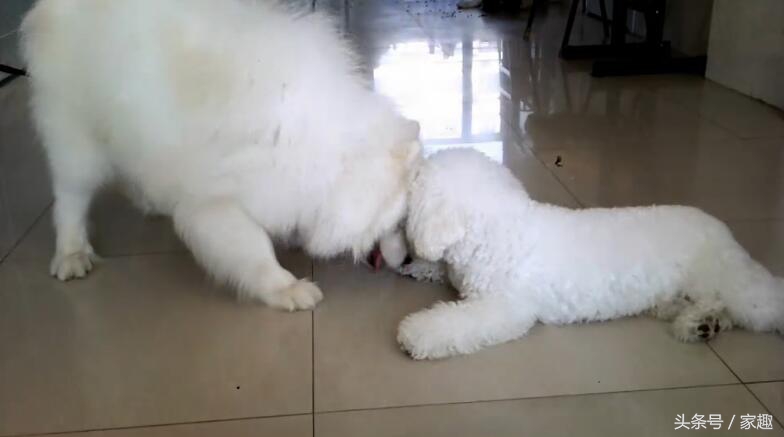 萨摩耶对战哈士奇,萨摩耶大战阿拉斯加犬