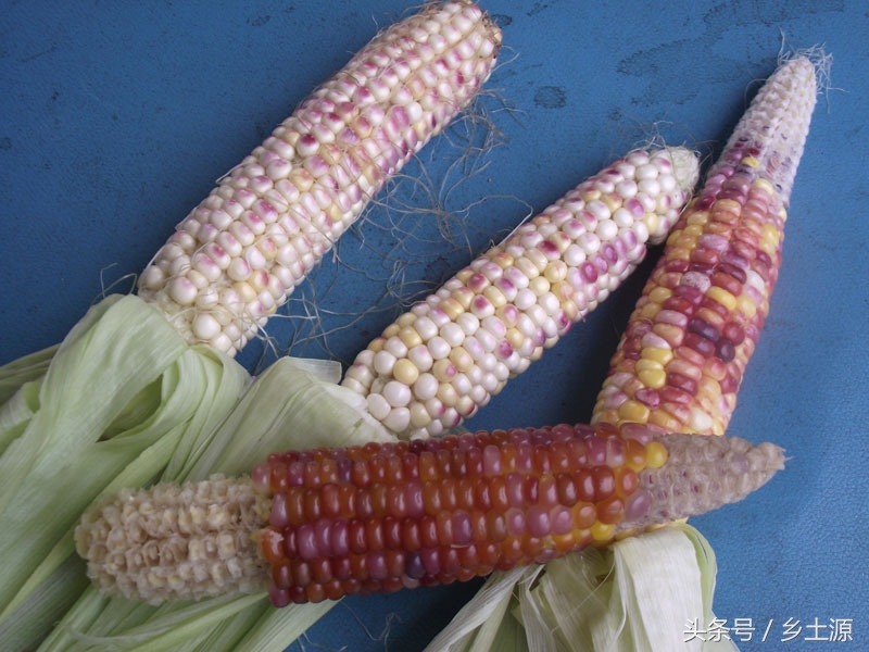 金黄糯玉米,五彩玉米的图片