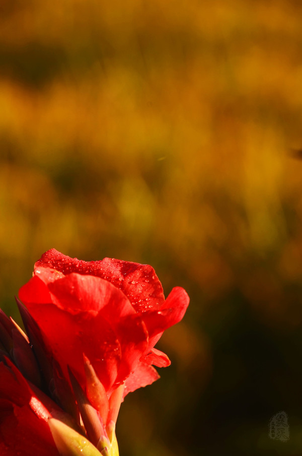 吉林市神农庄园视频,吉林神农庄园温泉度假村