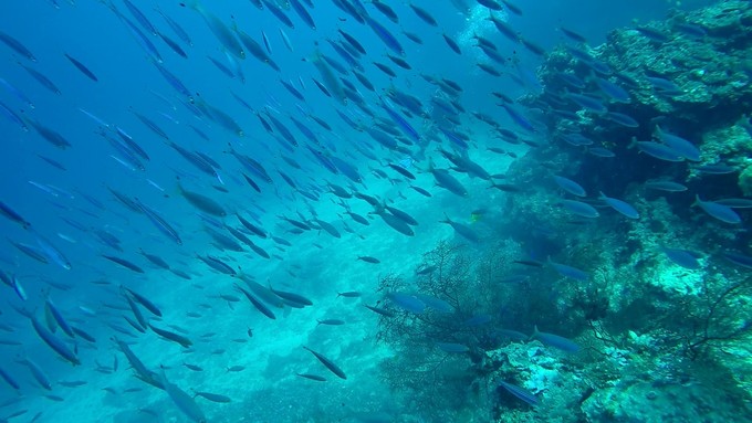 菲律宾潜水游记 (回忆菲律宾潜水的时光)