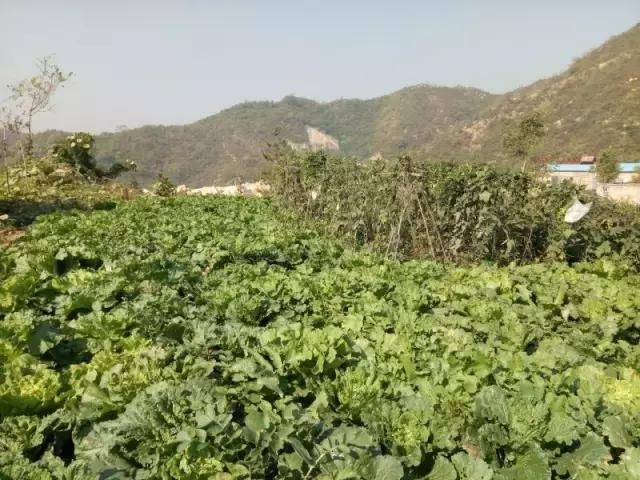 石家庄新出的一款旅游景点,石家庄新的旅游区