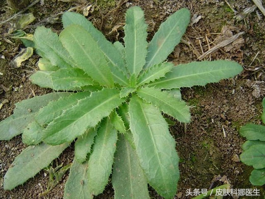 野生刺菜能治什么病,大刺菜的野菜治什么病