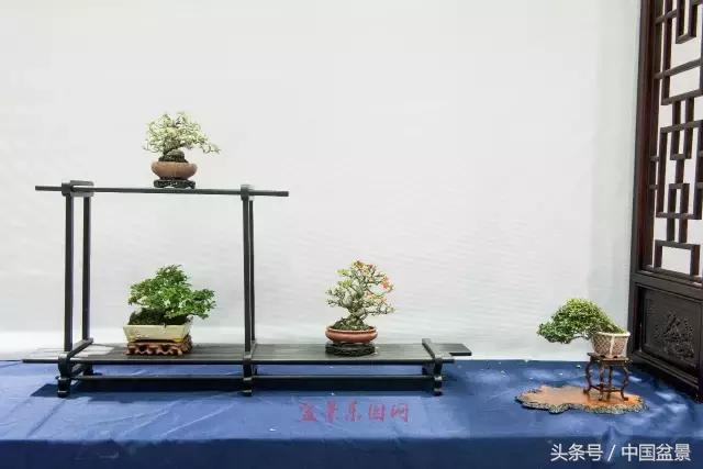 哪些野草适合微型盆景,小品盆景和微型盆景有区别吗