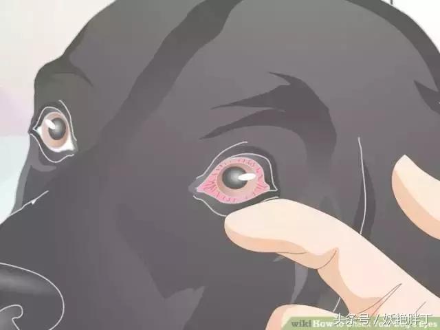 狗狗在家就可以做的体检方法！