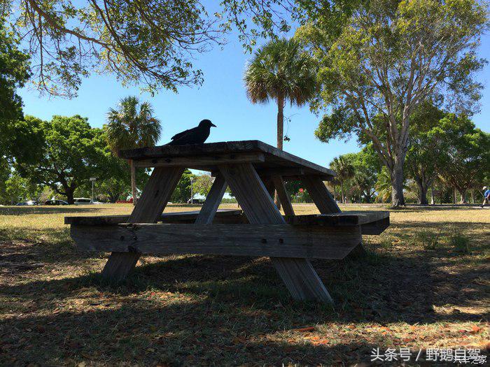 野鹅旅行,野鹅自驾无人区