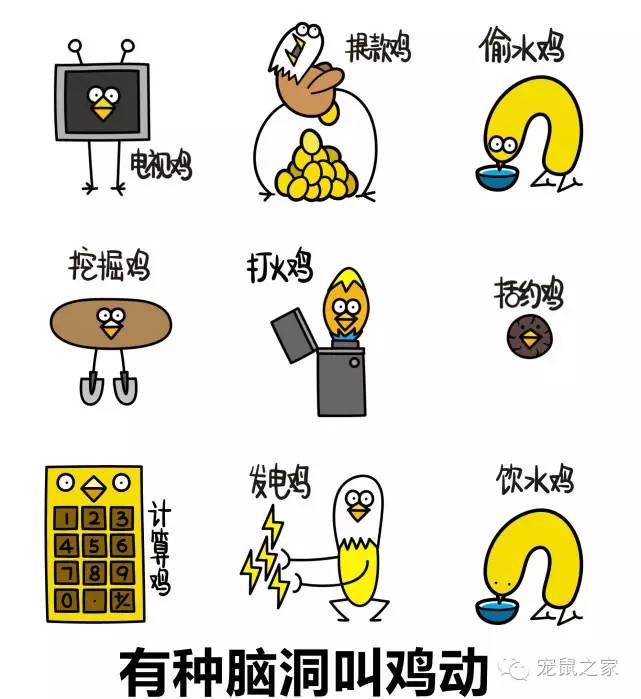 豚鼠各类饲养装备优缺点汇总之上篇