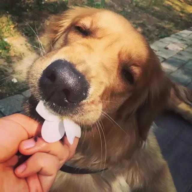 全犬种成犬粮和全价成年期犬粮,犬种专用粮和通用狗粮有什么区别