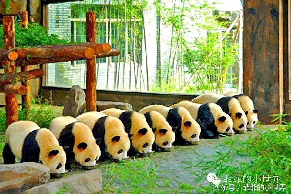 周记秋游上海野生动物园,上海野生动物园春秋游