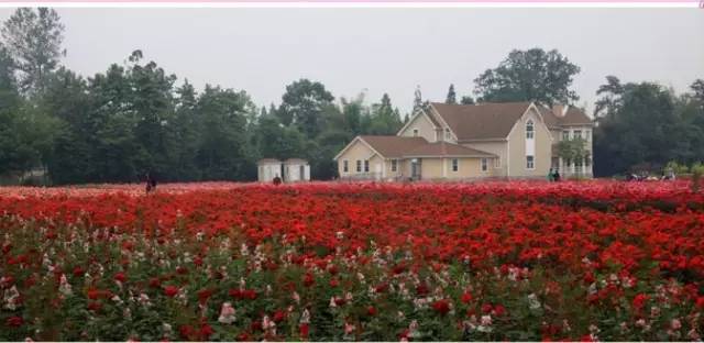 成都主题乐园推荐,成都新增的主题乐园