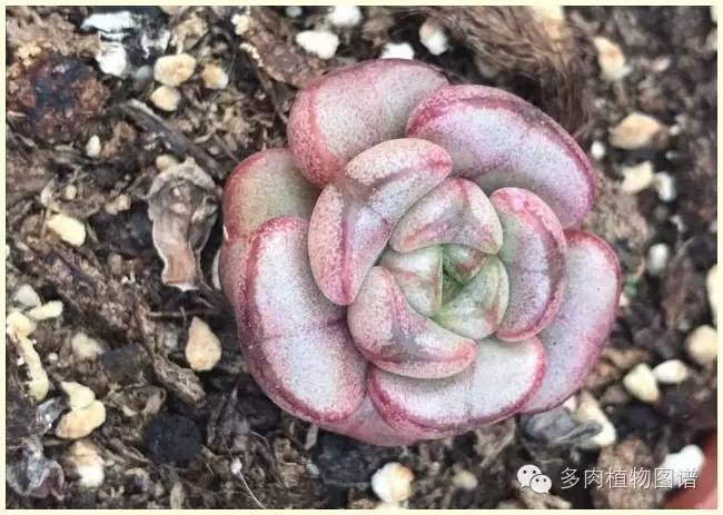 才离家半个月，回来后看到家里的多肉一阵狂喜~