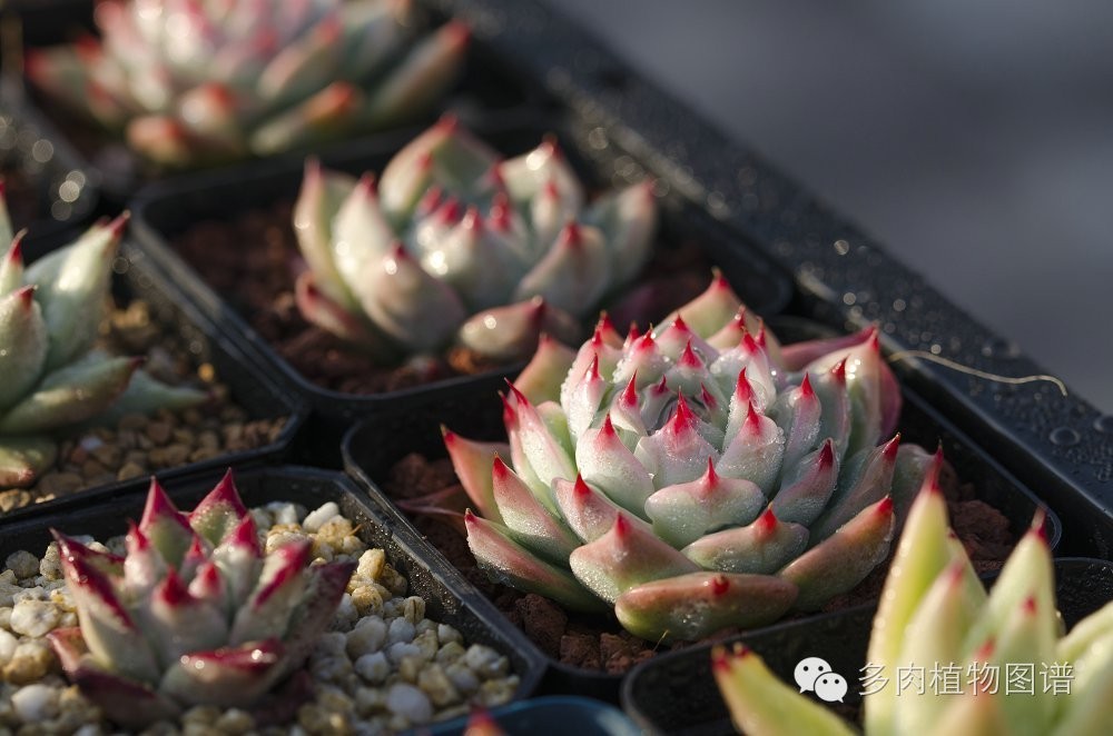 多肉虫害各种图解,多肉各种病虫害对照图