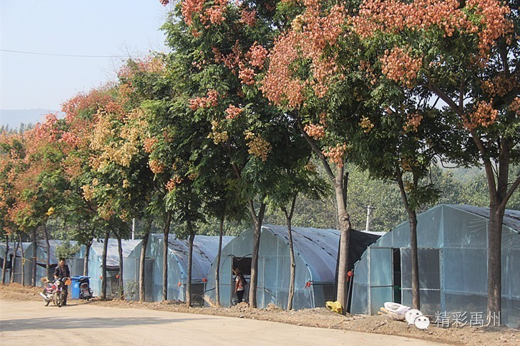 扶贫路上禹州,禹州脱贫