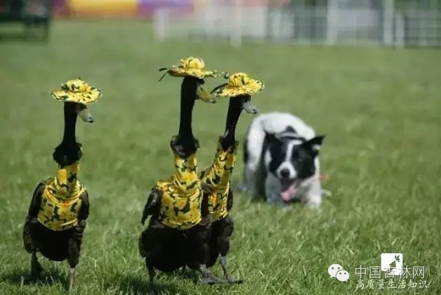 长春热企提前开栓供暖,长春市提前开栓供热通知