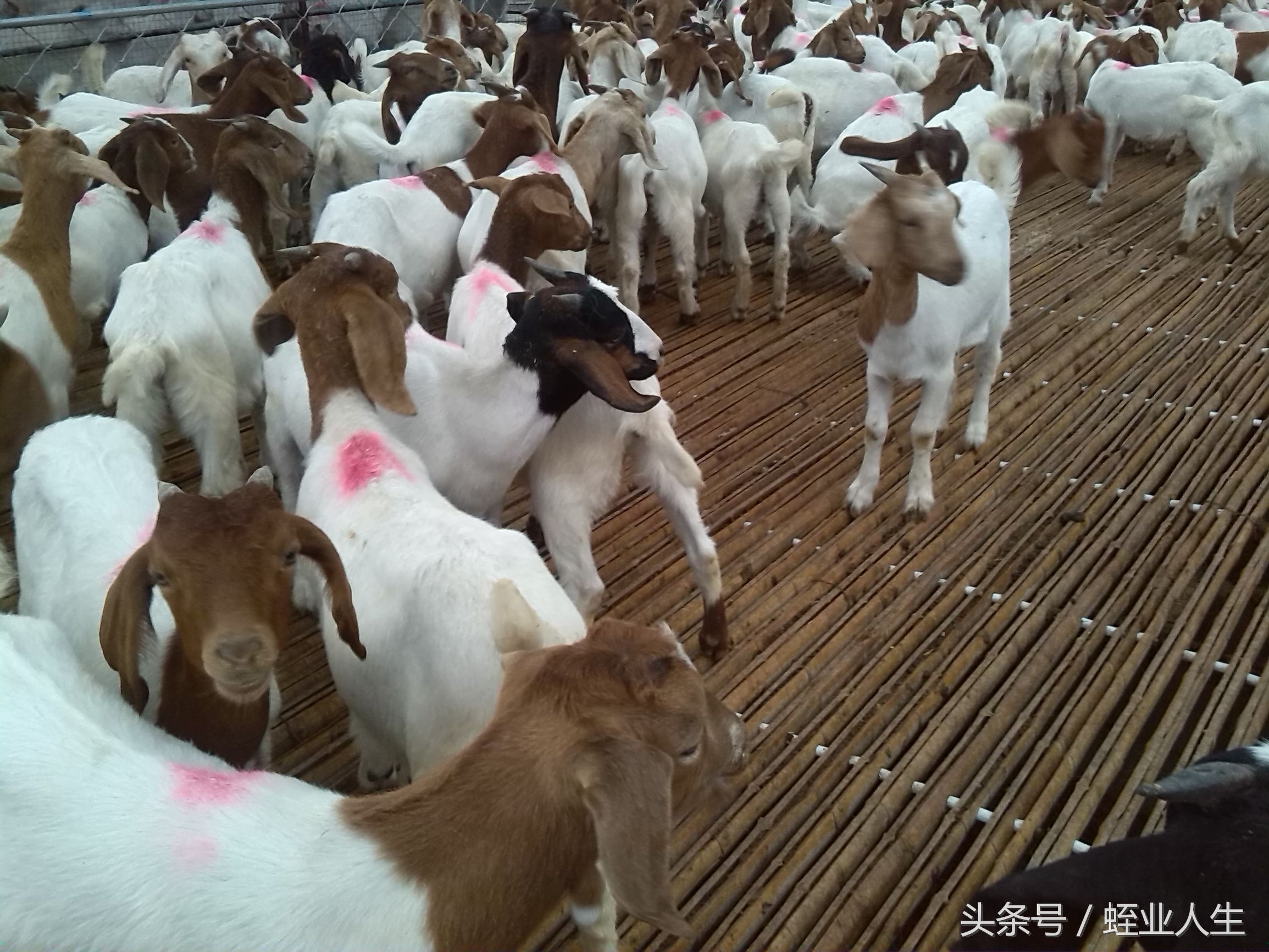 种养殖业发展前景,当下在农村有哪些挣钱的种养业