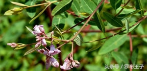 罗布麻不过量有副作用吗,罗布麻茶你不知道的功效