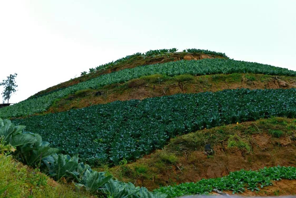养鸡养羊还养生，德宏的这个地方，去了就不想走了！