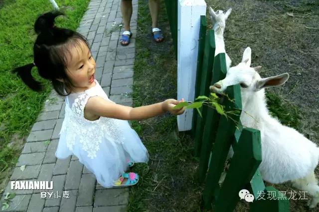 伏尔加庄园一日游都有什么玩儿的,伏尔加庄园怎么吃住玩