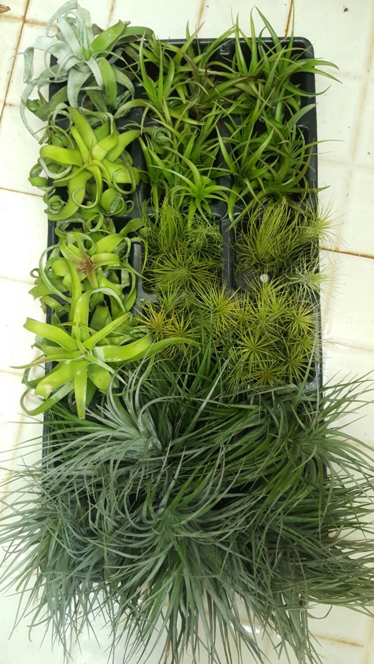 向阳的玻璃花房,玻璃花房设计建造