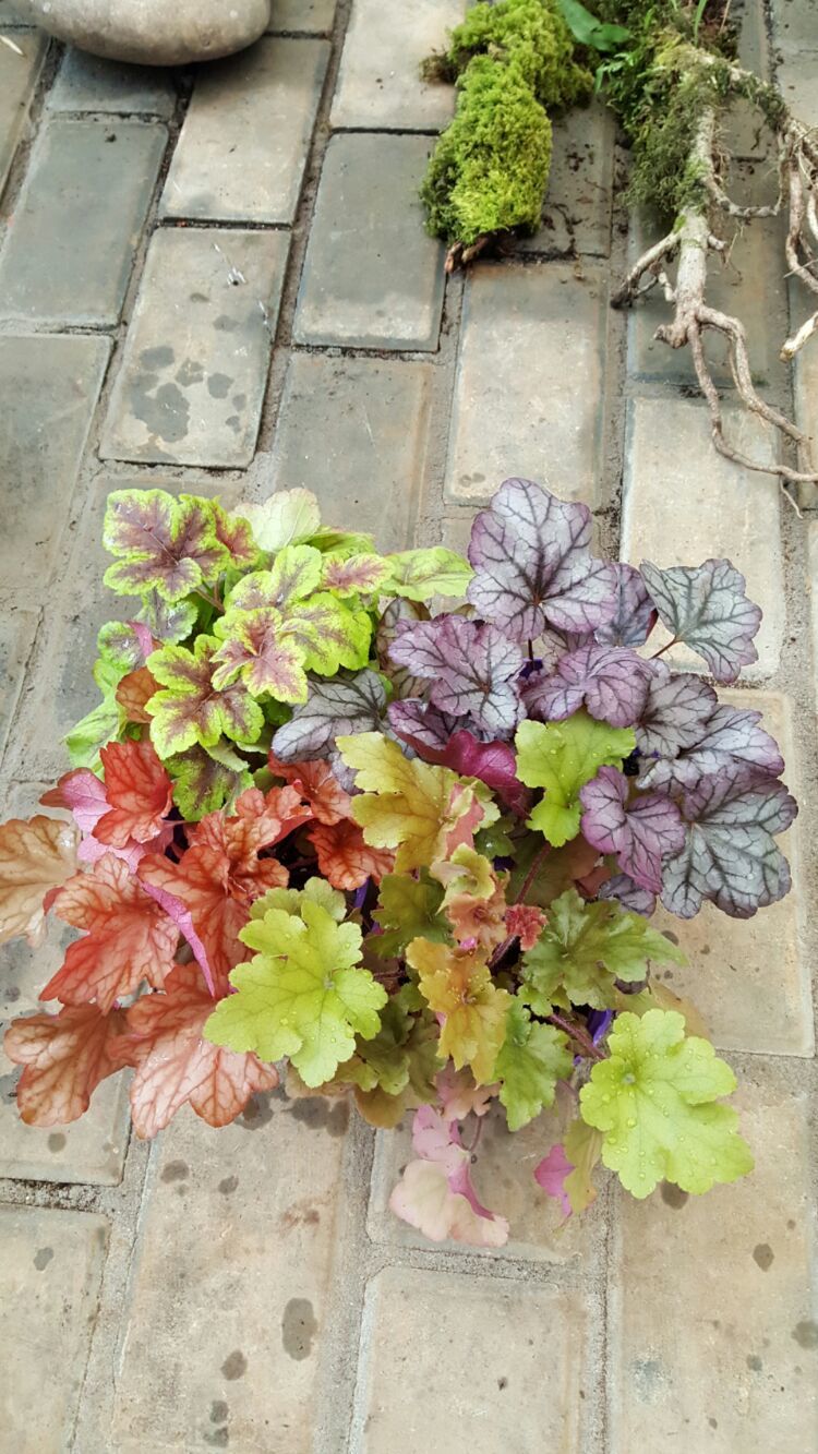 向阳的玻璃花房,玻璃花房设计建造