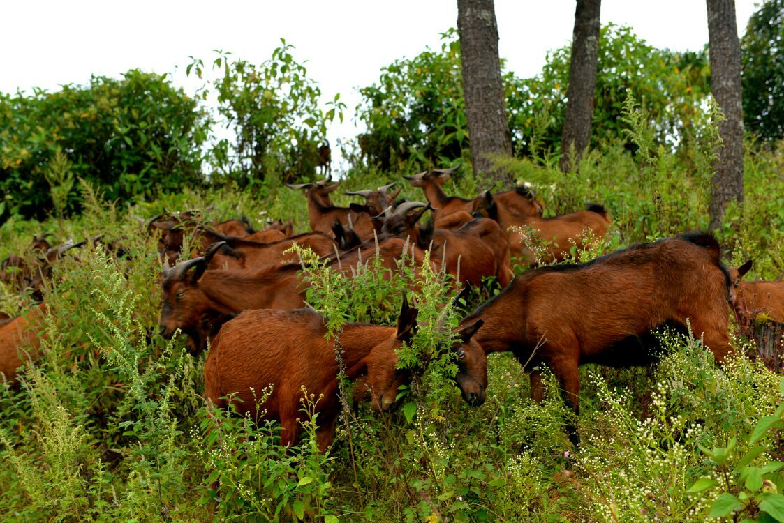 养鸡养羊还养生，德宏的这个地方，去了就不想走了！