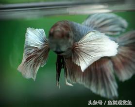 泰国斗鱼有多吸引人,泰国斗鱼动来动去