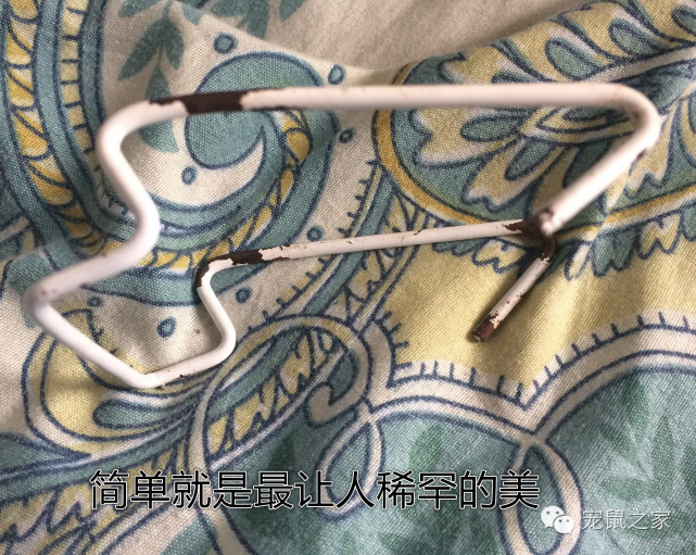 豚鼠各类饲养装备优缺点汇总之上篇