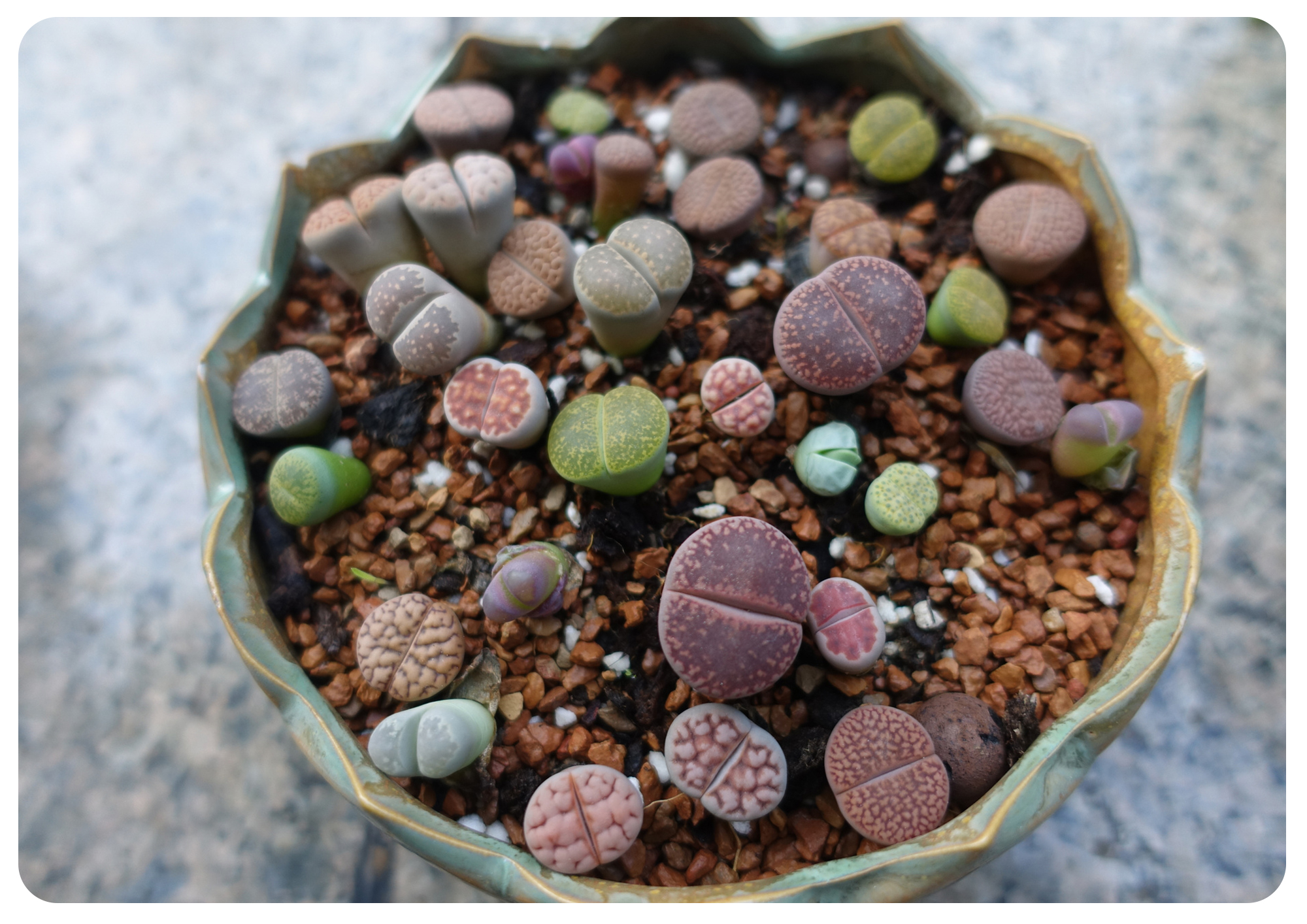 韩国初恋多肉怎样养,如何在大棚里养多肉花卉