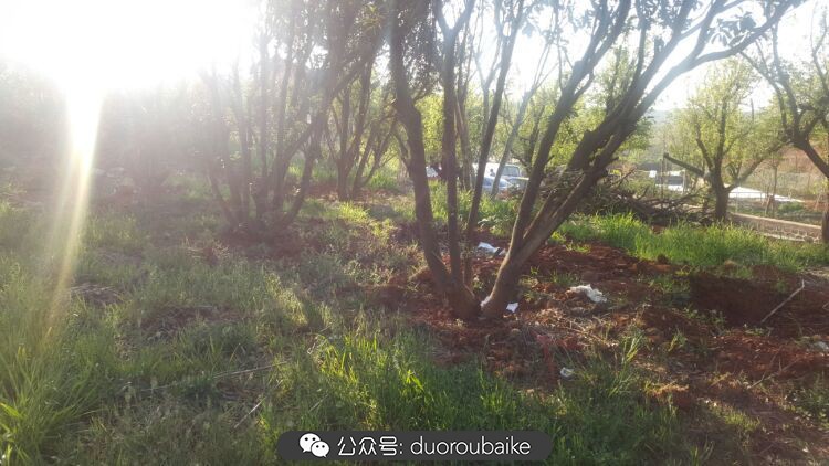 向阳的玻璃花房,玻璃花房设计建造