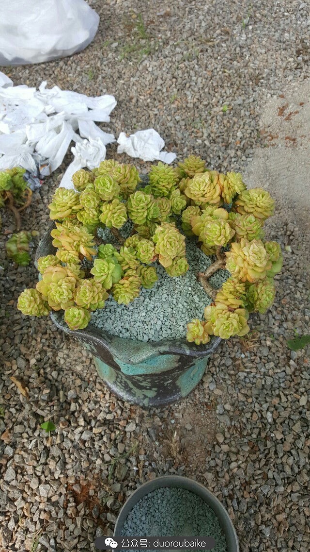 向阳的玻璃花房,玻璃花房设计建造