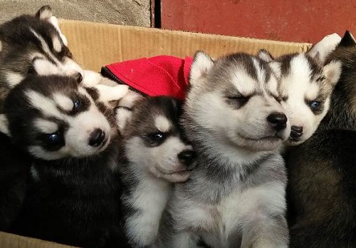 哈士奇幼犬整天没精神就想睡觉,哈士奇呕吐黏液没精神