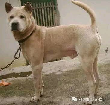 中国的土狗有哪些品种,中国最凶猛的十大土狗