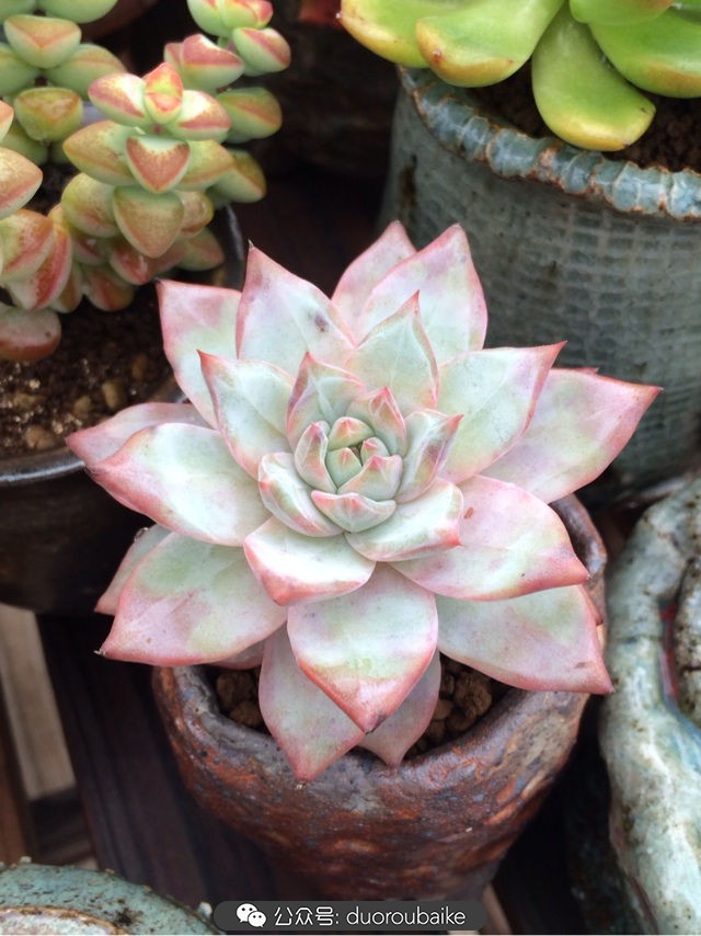 台风来了多肉已搬到安全的地方,台风来了多肉植物搬不动