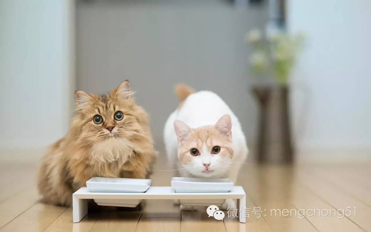 猫咪拉肚子应该怎么办,猫咪拉肚子怎么治疗