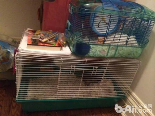 有哪些常见的仓鼠冬眠误区,萌萌的仓鼠怎么样的