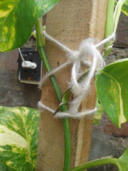 一般的绿萝可以做成绿萝柱,绿萝长出绿萝柱怎么弄好看