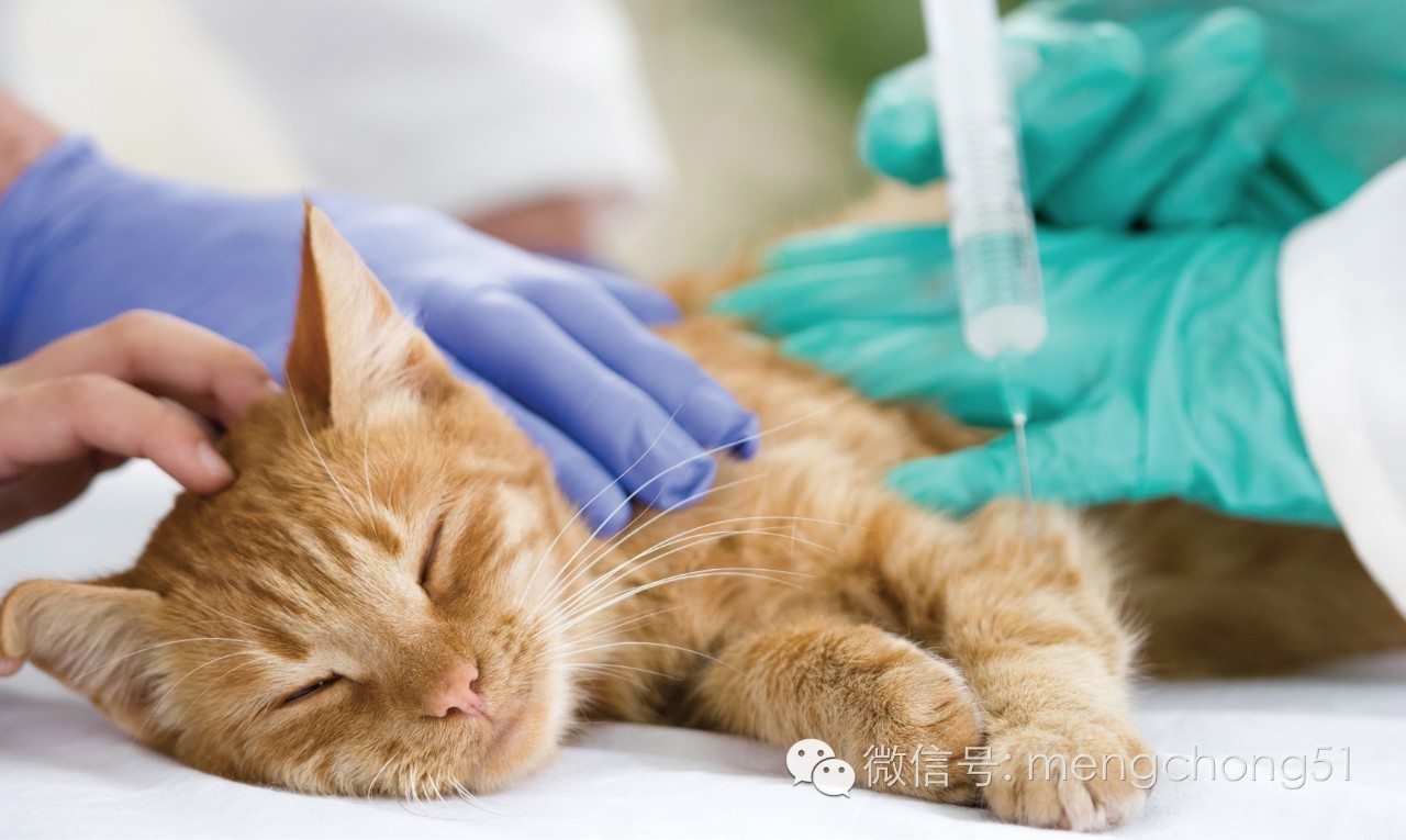 猫咪感染猫瘟怎么解决,猫咪打预防针还会感染猫瘟么