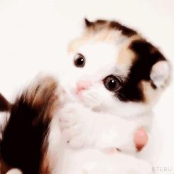 路上捡到一只金毛犬,路上见到一只小金毛